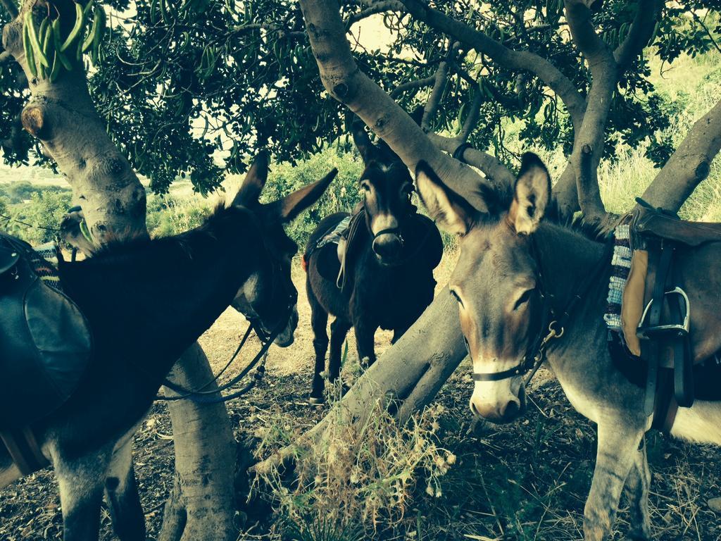 Azienda Agrituristica Tenuta Pizzolungo Erice Kültér fotó