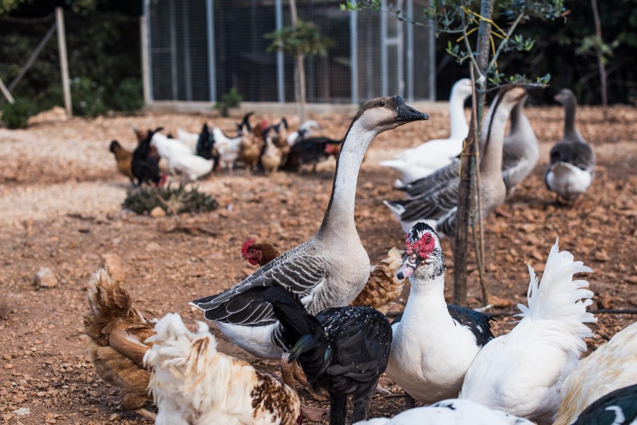 Azienda Agrituristica Tenuta Pizzolungo Erice Kültér fotó